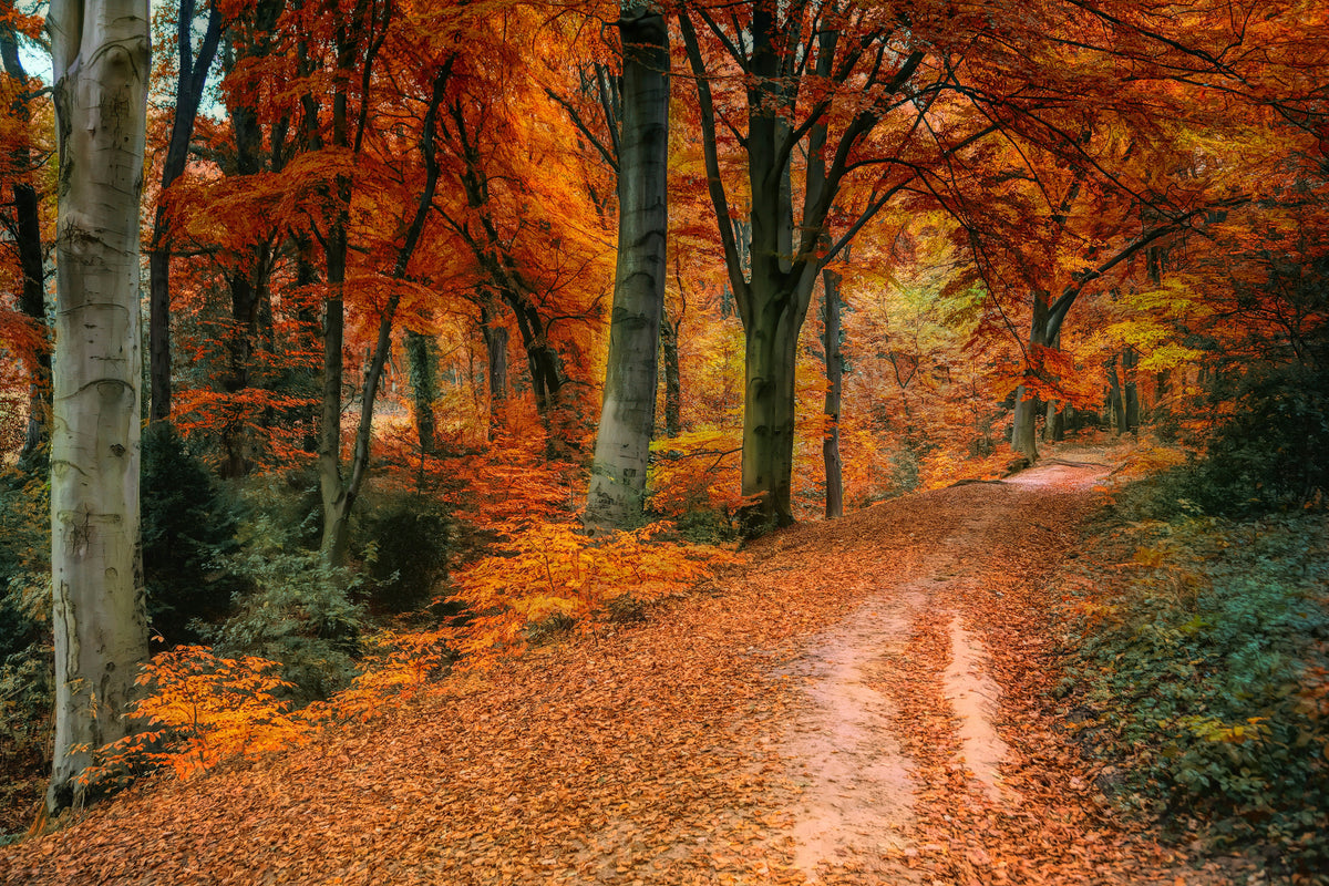 Wat is Mabon/herfstequinox?